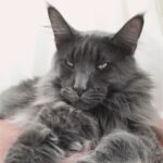 Keeping Your Maine Coon Happy and Healthy