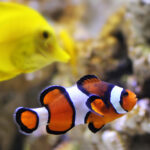 How to Choose the Right Ornamental Fish